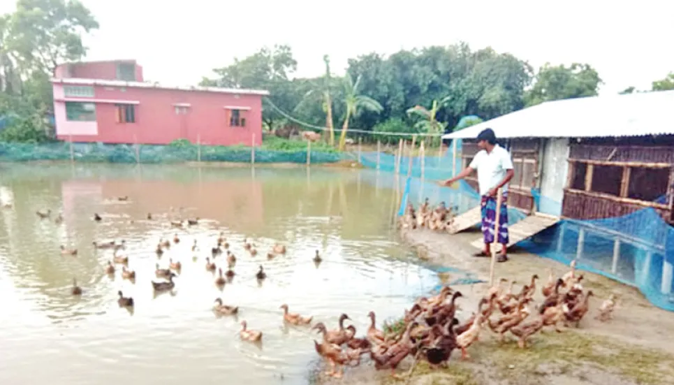 Integrated fish farming makes people financially solvent in Rajshahi