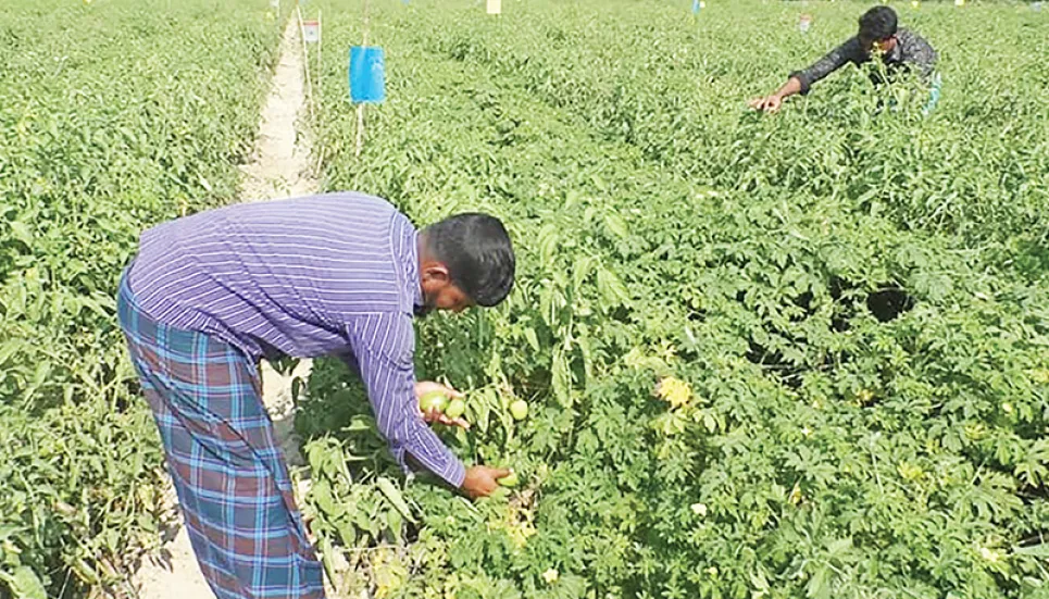 Organic vegetable cultivation gains momentum in Bhola - The Business Post