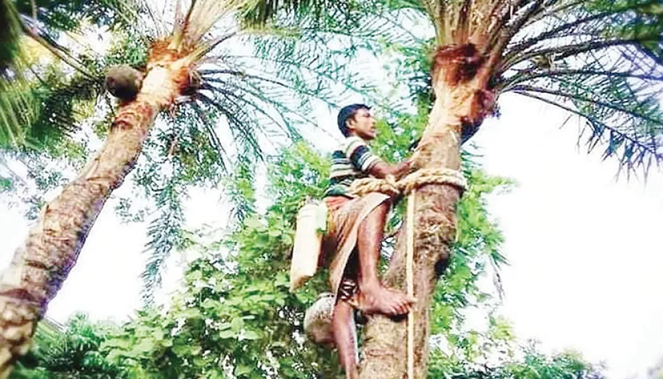 Date juice harvesting benefits many in Rajshahi The Business Post