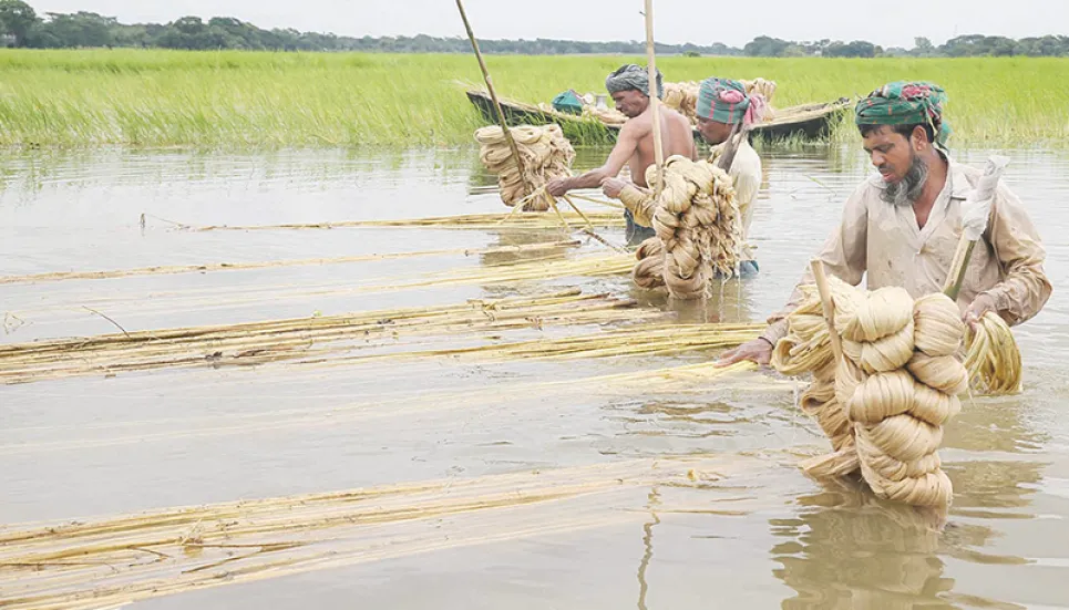 Govt to finally recognise jute as agro product