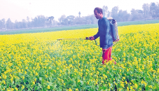 Severe cold harms crops in northern region 