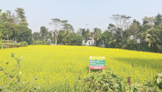 Mustard cultivation expanding throughout Shariatpur district