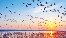 When migrating birds go astray