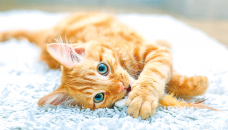 Cat flu: Most fatal disease for felines