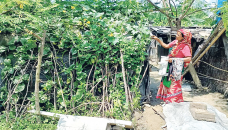 Vegetable production becomes boon to Rajshahi slum dwellers