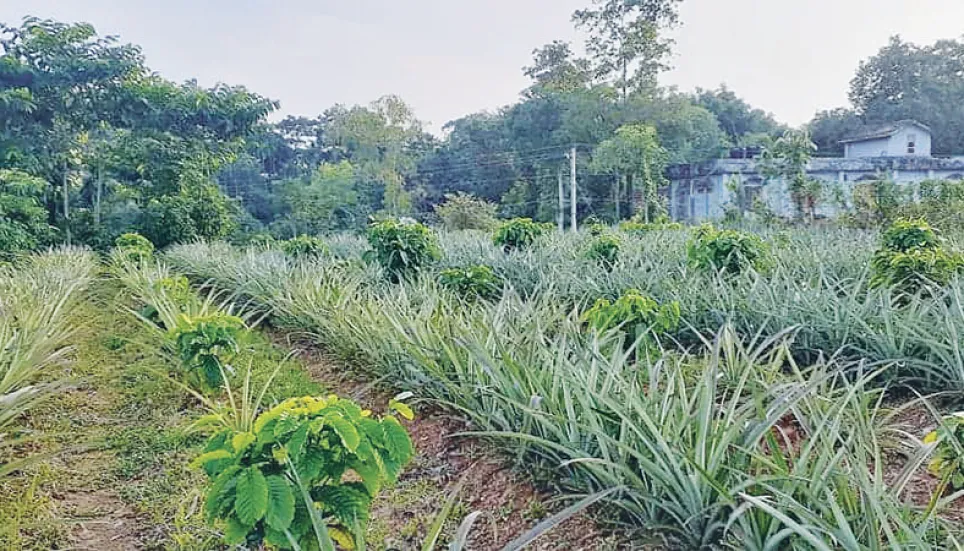 Commercial coffee farming begins in Sylhet 