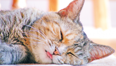 Do animals have sleep disorders?