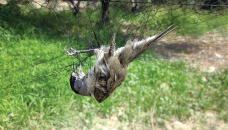 Cyprus issues first-ever fines for poisoning wild birds