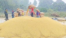 Lucrative prices of paddy make Dinajpur farmers happy