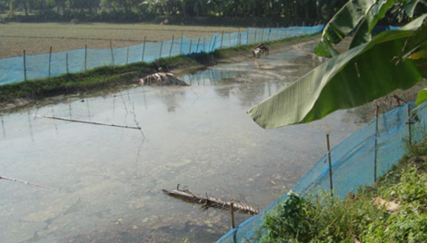 Polyculture fish farming expanding in northern region 