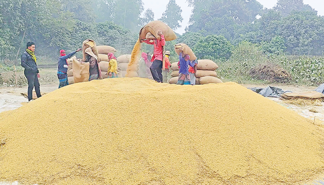 Lucrative prices of paddy make Dinajpur farmers happy - The Business Post