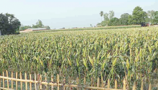 Maize harvesting continues in Manikganj