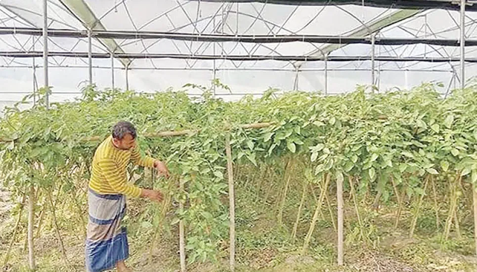 Polyhouse farming gains popularity in Joypurhat