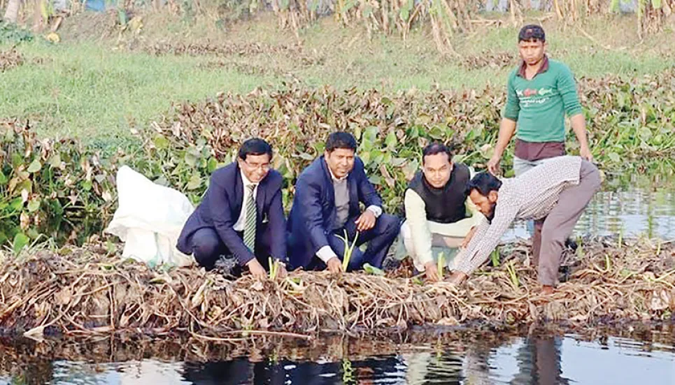 Vegetable farming on floating aquatic plant beds begins in Gopalganj