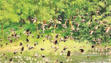 Migratory birds flocking to Cumilla lakes