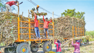 Sugarcane crushing begins in Faridpur Sugar Mill