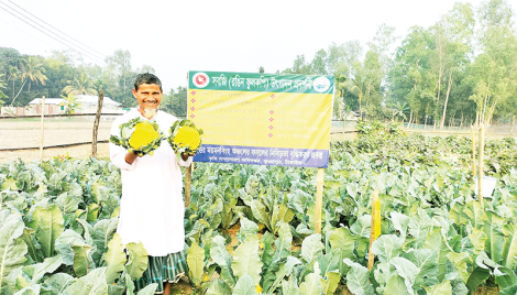 Tangail farmer turns heads with colourful cauliflowers cultivation