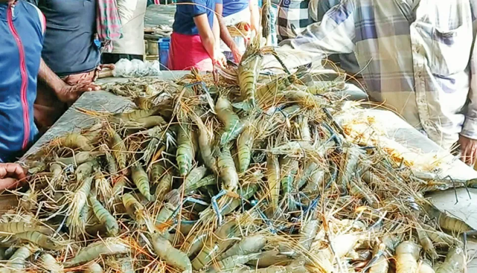 Shrimp industry reels from changing demand patterns