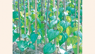 Betel leaf farming brings solvency for Cox’s Bazar farmers