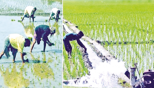 Rangpur farmers busy transplanting Boro rice seedlings 