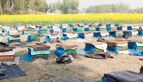 Over 90 tonnes mustard flower honey to be collected in Tangail