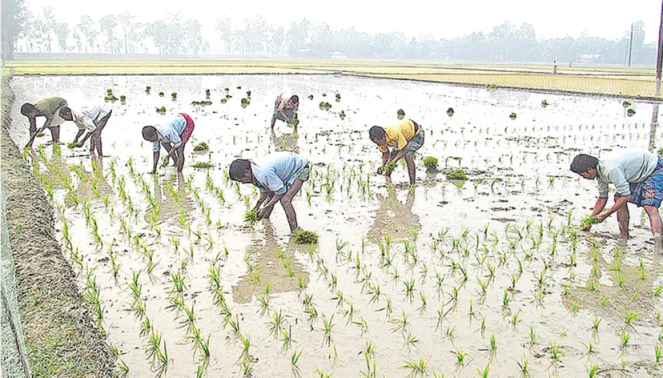 Netrakona farmers busy transplanting Boro rice seedlings