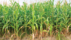 Maize farming progressing in Gaibandha 