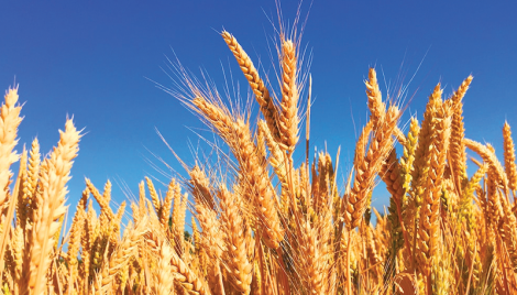 21,500 hectares of land brought under wheat cultivation in Panchagarh