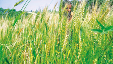 Manikganj to produce over 1, 77 tonnes of wheat