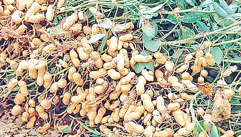 Peanut prices make northern farmers happy