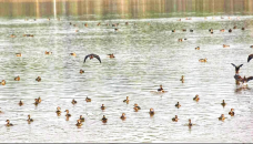 Migratory birds bring wetlands in northern region to life