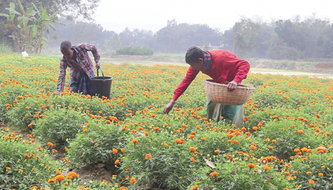 Flower farmers eye higher sales ahead of festivals