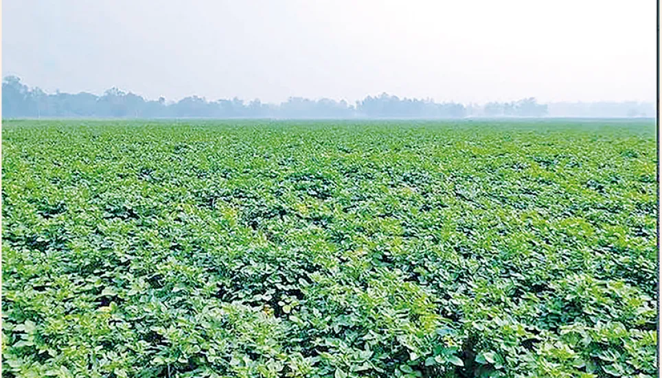 Commercial potato farming profits many in Rajshahi