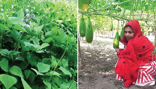 Vegetable farming keeps rural economy vibrant 