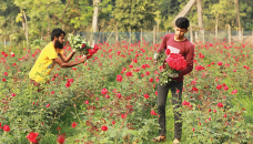 Flower traders pass busy days ahead of Valentine’s Day