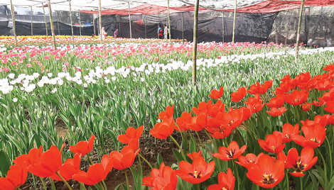 Tulip a potential boon for Gazipur 