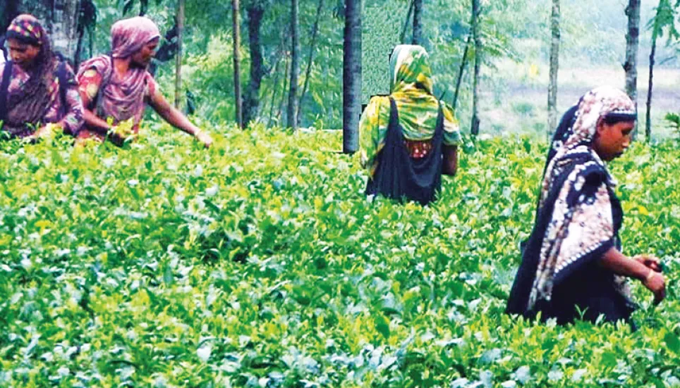 Northern tea industry now creates 30,000 workers The Business Post