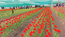 Tulip farming a potential boon for Tentulia 