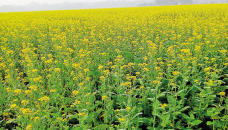 Chapainawabganj expects bumper mustard production