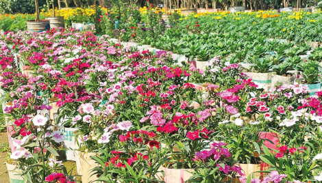 Sales pick up in nurseries, flower shops