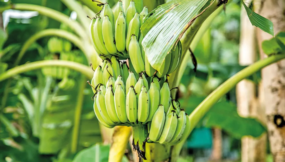 Farmers turning to banana cultivation in Tangail