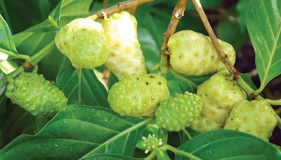 Noni fruit farming gaining popularity in Tangail 