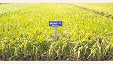 BRRI’s new rice variety can be a game changer