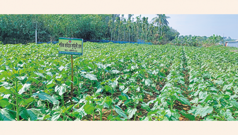 Cultivation on fallow lands boosts Khulna’s agricultural economy