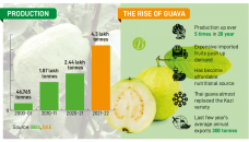 Guava: From homestead fruit to commercial success