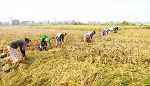 70% Boro paddy in haor areas harvested