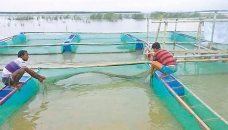 Cage fish farming a boon for northern people