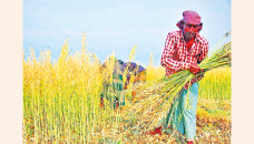 Mustard harvesting begins in Panchagarh 