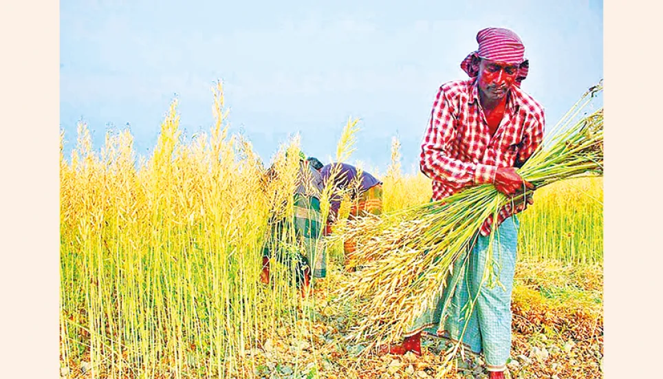 Mustard harvesting begins in Panchagarh 