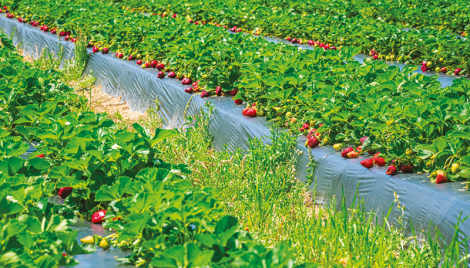 Strawberry farming on the rise in northern region 